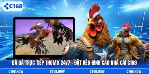 Đá gà trực tiếp Thomo 24/7