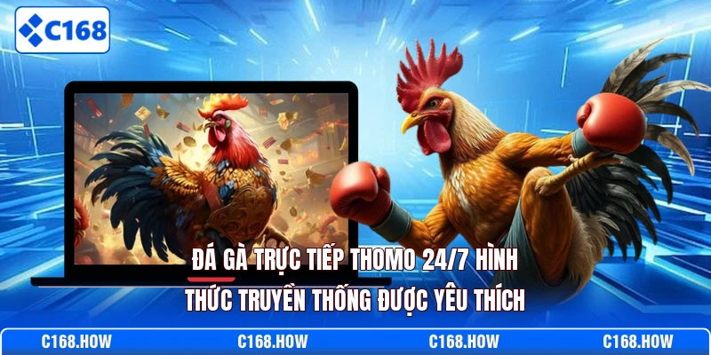 Đá gà trực tiếp Thomo 24/7 hình thức truyền thống được yêu thích