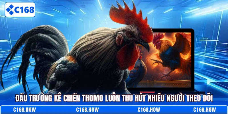 Đấu trường kê chiến Thomo luôn thu hút nhiều người theo dõi