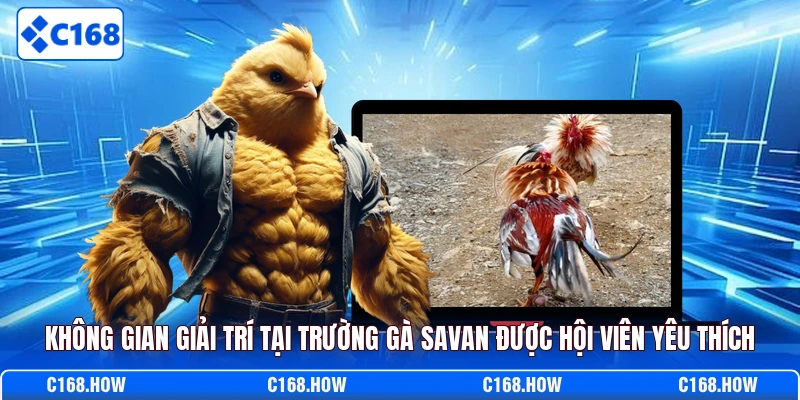 Không gian giải trí tại trường gà Savan được hội viên yêu thích