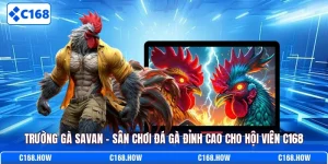 Trường gà Savan